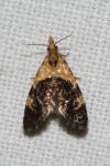 Phtheochroa purpuratella