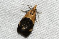 Phtheochroa purpuratella