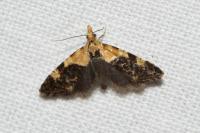 Phtheochroa purpuratella
