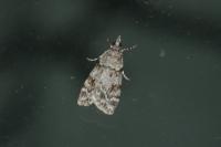 Scoparia