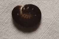 Eupsilia transversa