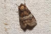 Tethea ocularis