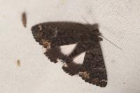 Catephia alchymista
