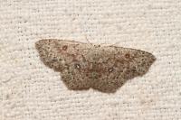 Cyclophora pendularia