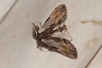 Harpyia milhauseri