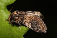 Notodonta tritophus