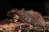 Notodonta dromedarius