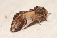 Notodonta ziczac