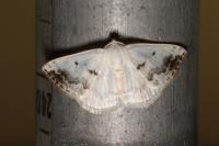 Lomographa temerata