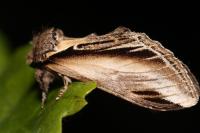Pheosia tremula