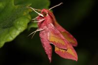 Deilephila porcellus