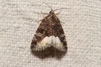 Deltote pygarga