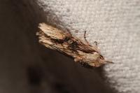 Egira conspicillaris