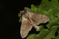 Stauropus fagi