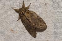 Peridea anceps