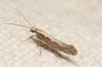 Plutella xylostella