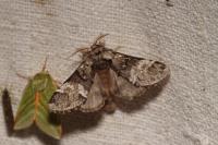 Drymonia dodonaea