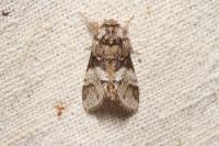 Drymonia dodonaea