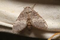 Drymonia ruficornis