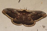 Saturnia pyri