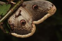Saturnia pyri