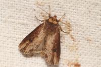 Axylia putris