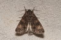Acronicta megacephala