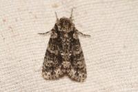 Acronicta rumicis