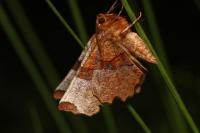 Selenia lunularia