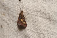 Pyrausta purpuralis
