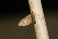 Eupithecia abbreviata