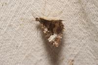 Epirrhoe alternata