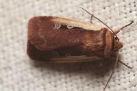 Ochropleura plecta