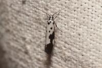 Ethmia quadrillella