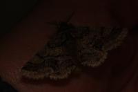 Lycia hirtaria