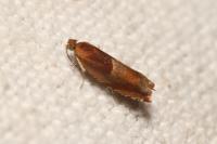 Ancylis mitterbacheriana