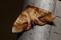 Plagodis dolabraria