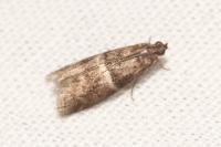 Elegia similella