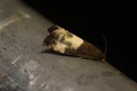 Notocelia cynosbatella
