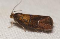 Ptycholoma lecheana