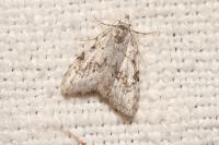 Nola confusalis