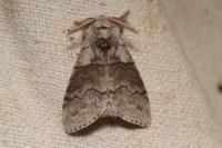 Calliteara pudibunda