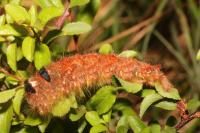 Gastropacha quercifolia