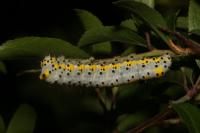 Diloba caeruleocephala