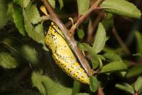 Aporia crataegi
