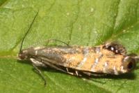 Glyphipterix thrasonella