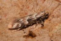 Phyllonorycter trifasciella