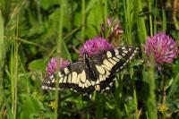 Papilio machaon