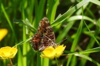 Araschnia levana
