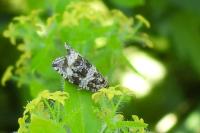 Celypha lacunana